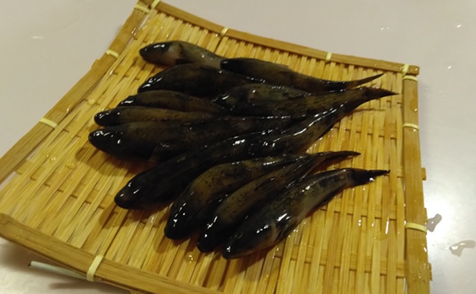 鶴見川のハゼ釣りで14cm良型ウロハゼ手中！【横浜】キモは「大きめのエサ」