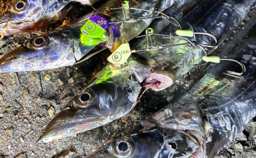 大阪湾で陸っぱりタチウオ釣り開幕！ 深夜の時合いに重めのテンヤで指3本…