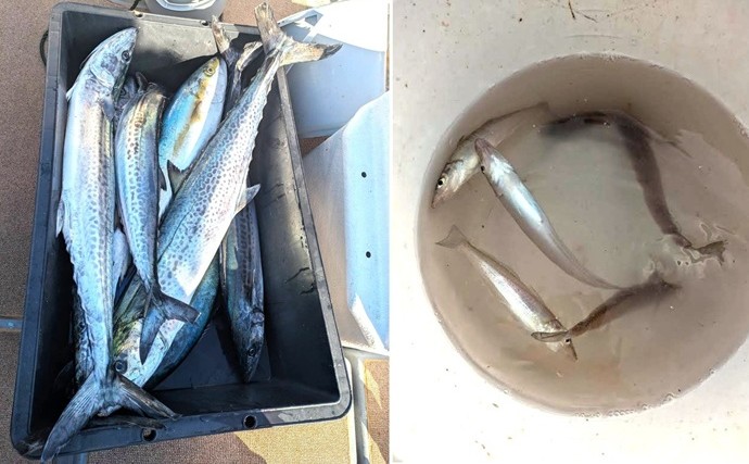 夏に釣った魚は要注意！ 食中毒を防ぐために釣り場＆キッチンで実践したい衛生対策
