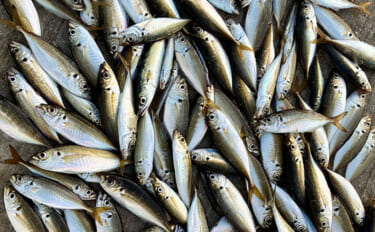 サビキ釣りで「大阪南港魚つり園」を満喫！ 夕マヅメに入れ食いタイム到来…