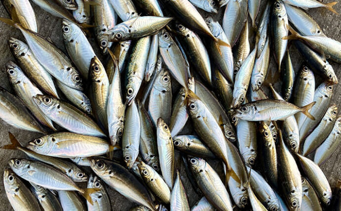 サビキ釣りで「大阪南港魚つり園」を満喫！ 夕マヅメに入れ食いタイム到来で小アジ125匹