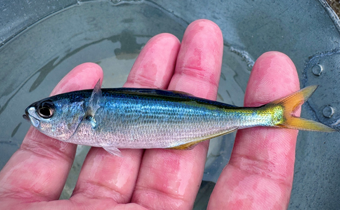 のべ竿一本で堤防釣りを満喫【安良里漁港】メジナにアジなど10魚種をキャッチ