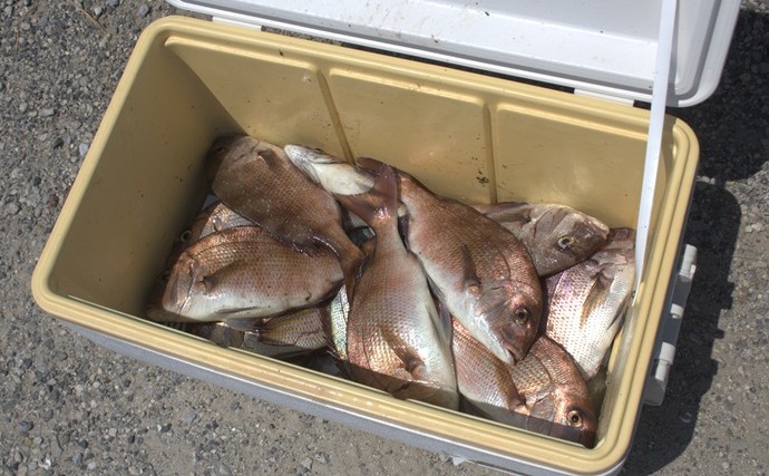釣りに氷を持っていかないとどうなる？　ポータブル冷蔵庫だけで魚を持ち帰ってみた