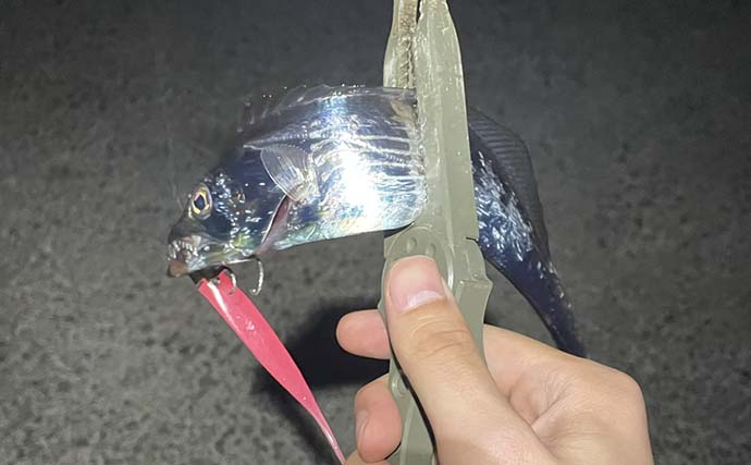 釣りを始めるなら「秋の大阪湾」が最高？　初心者におすすめの魚を3エリア別に紹介