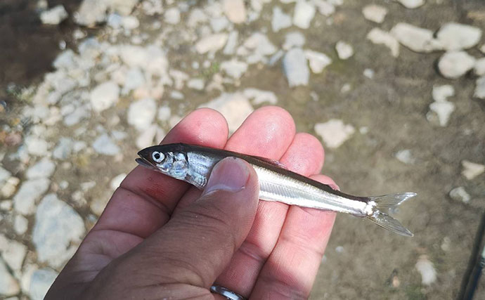 塩津大川で小アユ釣り堪能【滋賀】群れ発見すればヒット継続
