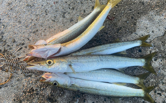 「1週間後に行ってもまた爆釣！」 朝マヅメの堤防で30cm超えカマスが連発【山陰】