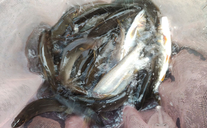 相模川のトモ釣りで22.5cm頭にアユ29尾【神奈川】今後は尺アユにも期待