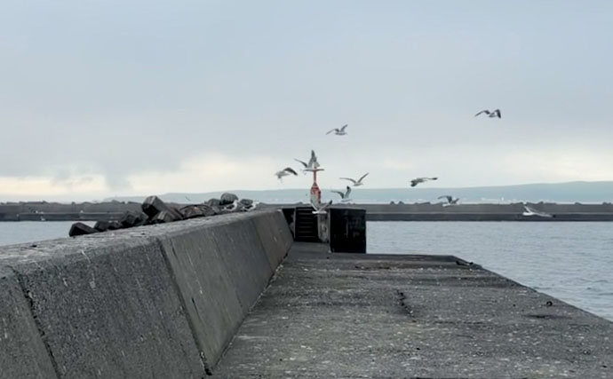 日本最北の有人離島で釣りをしたら「ガヤ」が入れ食いに！【北海道・礼文島】納竿間際には良型アイナメも登場