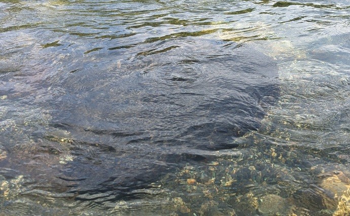 アユルアー釣行で40匹の爆釣！【滋賀】 好釣果を支えたロングロッドの威力とは？
