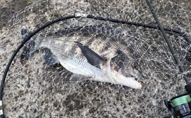 汽水域でのライトチニングで47cmチヌ浮上【泉大津・大阪】真夏の時合い…