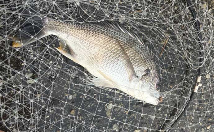 汽水域でのライトチニングで47cmチヌ浮上【泉大津・大阪】真夏の時合いは一瞬？