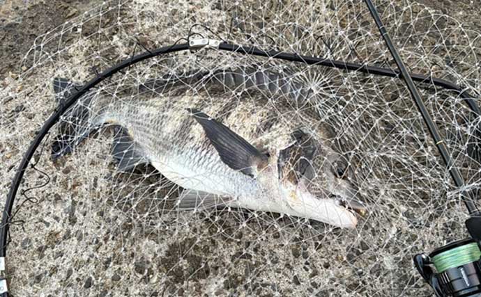 汽水域でのライトチニングで47cmチヌ浮上【泉大津・大阪】真夏の時合いは一瞬？