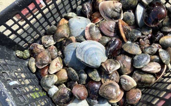 夏でも潮干狩りは楽しめる！　前島でハマグリ＆アサリを調査してみた【愛知】