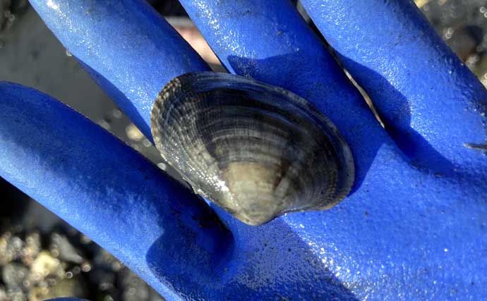 夏でも潮干狩りは楽しめる！　前島でハマグリ＆アサリを調査してみた【愛知】