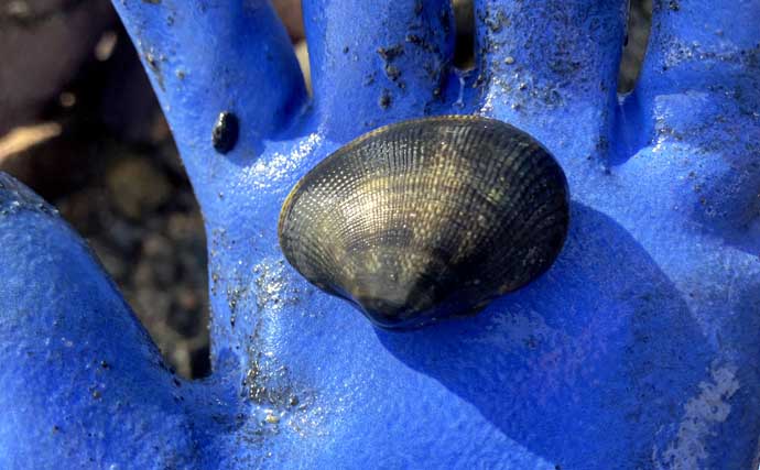 夏でも潮干狩りは楽しめる！　前島でハマグリ＆アサリを調査してみた【愛知】