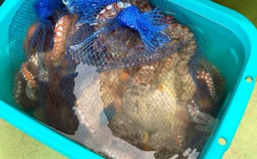 「良型タコ狙いに竿とリールは不要？」 テンヤ仕掛けの手釣りで1.8kg…
