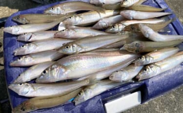 楠漁港の投げ釣りでシロギス37匹【三重】群れ回遊コースの発見が数釣りへ…