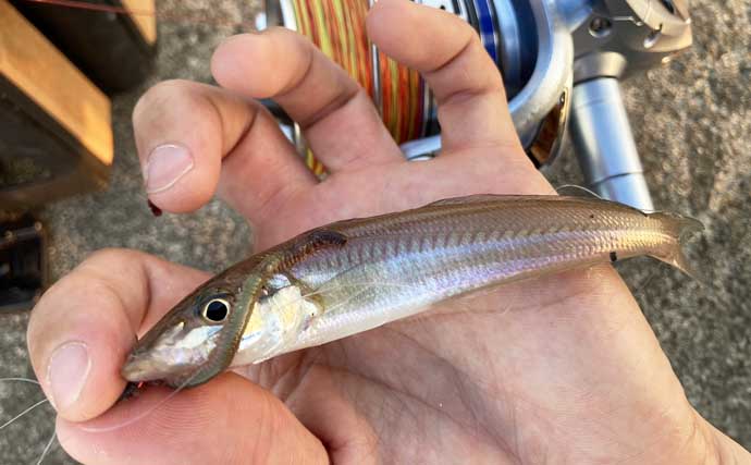 楠漁港の投げ釣りでシロギス37匹【三重】群れ回遊コースの発見が数釣りへの近道！