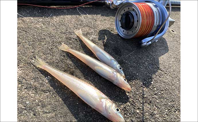 楠漁港の投げ釣りでシロギス37匹【三重】群れ回遊コースの発見が数釣りへの近道！