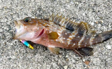 真夏の大阪湾沿岸ルアー釣りターゲット5選　カサゴ釣りながらタチウオ回遊待ちがオススメ？