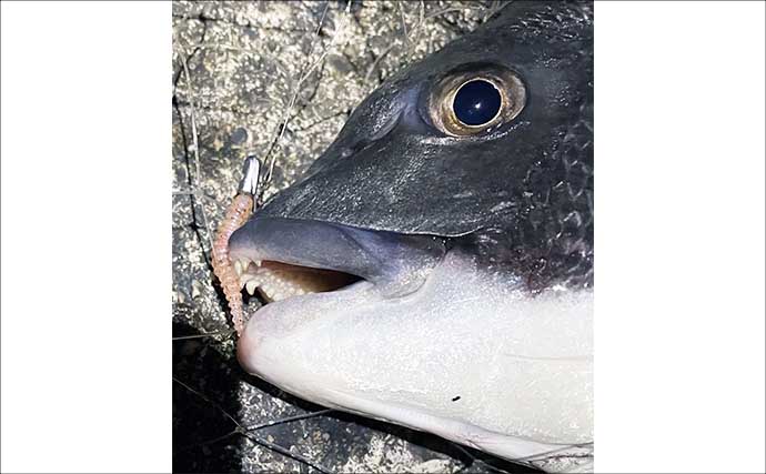 真夏の大阪湾沿岸ルアー釣りターゲット5選　カサゴ釣りながらタチウオ回遊待ちがオススメ？