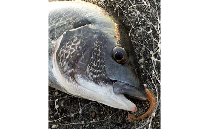 真夏の大阪湾沿岸ルアー釣りターゲット5選　カサゴ釣りながらタチウオ回遊待ちがオススメ？