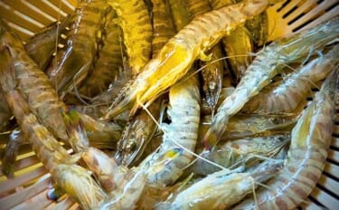 夏だ！海老だ！「えびすき漁」だ！浜名湖伝統漁を体験　車エビも魚も大漁！…