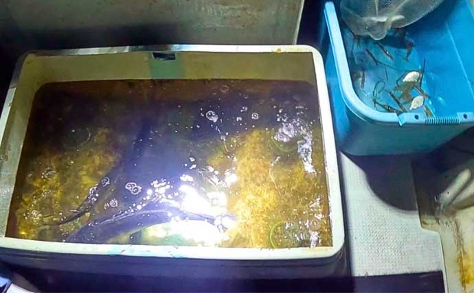 夏だ！海老だ！「えびすき漁」だ！浜名湖伝統漁を体験　車エビも魚も大漁！【静岡】