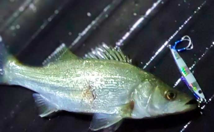 夏だ！海老だ！「えびすき漁」だ！浜名湖伝統漁を体験　車エビも魚も大漁！【静岡】