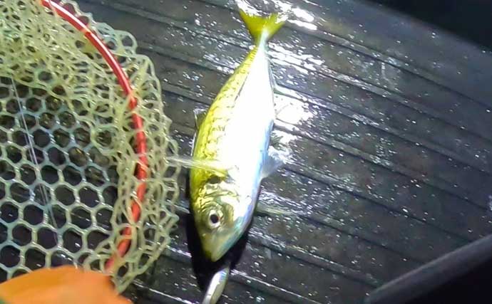 夏だ！海老だ！「えびすき漁」だ！浜名湖伝統漁を体験　車エビも魚も大漁！【静岡】