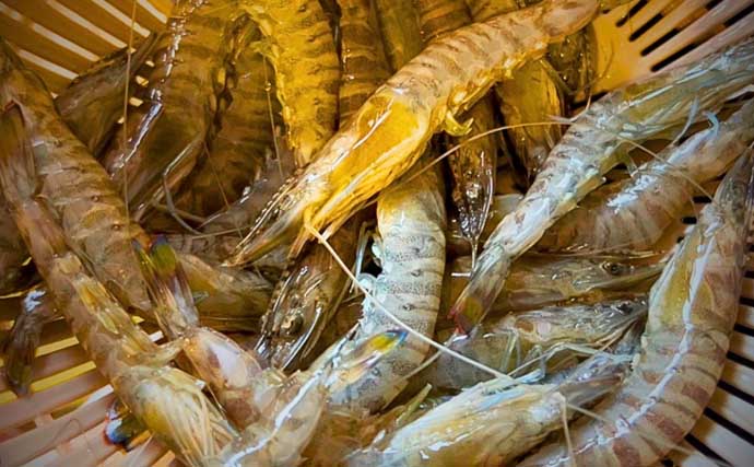 夏だ！海老だ！「えびすき漁」だ！浜名湖伝統漁を体験　車エビも魚も大漁！【静岡】