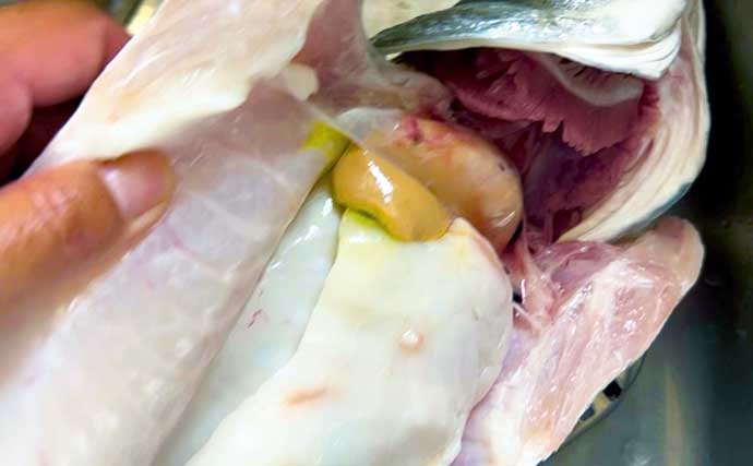 夏だ！海老だ！「えびすき漁」だ！浜名湖伝統漁を体験　車エビも魚も大漁！【静岡】