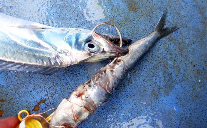 伊勢湾・夏のテンヤタチウオ釣り入門 【シーズン・タックル・仕掛け・釣り方を解説】