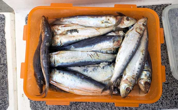 伊勢湾・夏のテンヤタチウオ釣り入門 【シーズン・タックル・仕掛け・釣り方を解説】