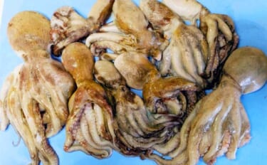 伊勢湾エギタコ釣りで船中合計マダコ56匹！ 黄色のスッテに好反応？