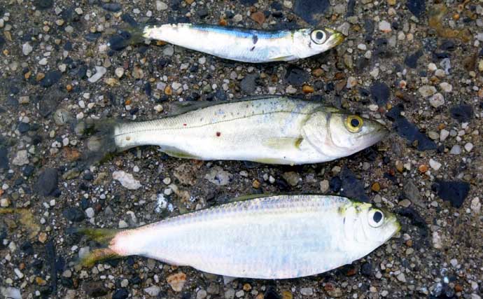 堤防サビキ釣りでイワシ・セイゴ・サッパと五目釣りを堪能【白塚漁港・三重】