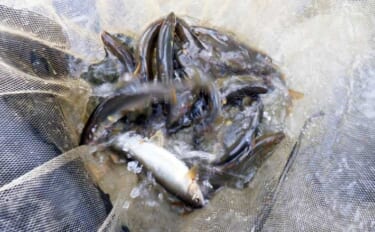 庄川でのアユ友釣りで22cm頭に26匹【岐阜】自作仕掛けでキャッチ成功…