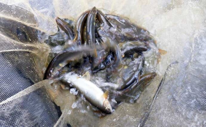 庄川でのアユ友釣りで22cm頭に26匹【岐阜】自作仕掛けでキャッチ成功！