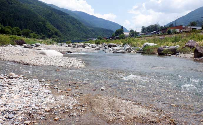 庄川でのアユ友釣りで22cm頭に26匹【岐阜】自作仕掛けでキャッチ成功！