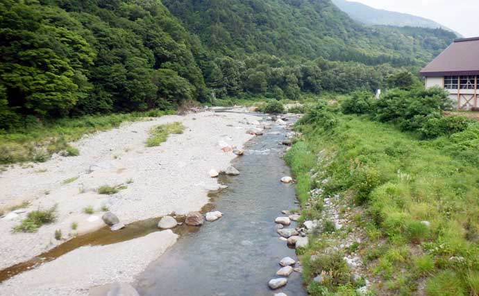 庄川でのアユ友釣りで22cm頭に26匹【岐阜】自作仕掛けでキャッチ成功！