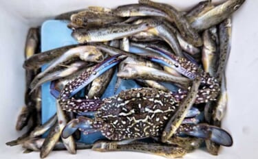 東京湾奥の人気釣り場でハゼ釣り堪能【千葉】10cm級交じりで56尾キャ…