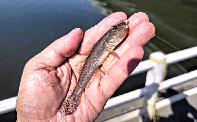東京湾奥の人気釣り場でハゼ釣り堪能【千葉】10cm級交じりで56尾キャッチ！