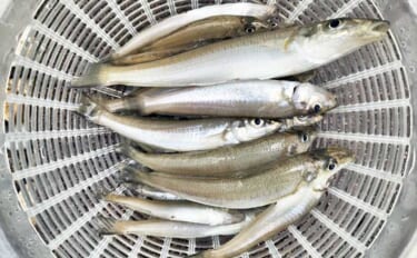 福間漁港での投げ釣りで20cm頭に35匹　「アタったら糸ふけを作る」作…