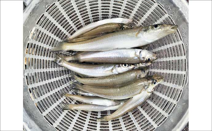 福間漁港での投げ釣りで20cm頭に35匹　「アタったら糸ふけを作る」作戦で良型を攻略！