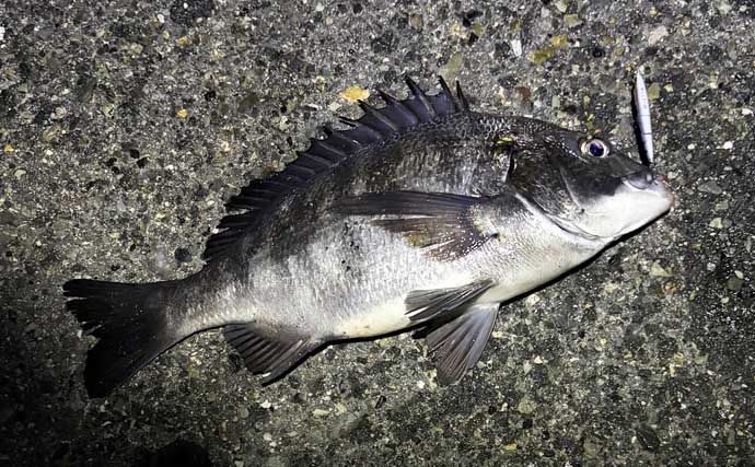 猛暑日連続で大阪湾沿岸釣り場はどうなってる？　釣果は潮通しの良し悪し次第