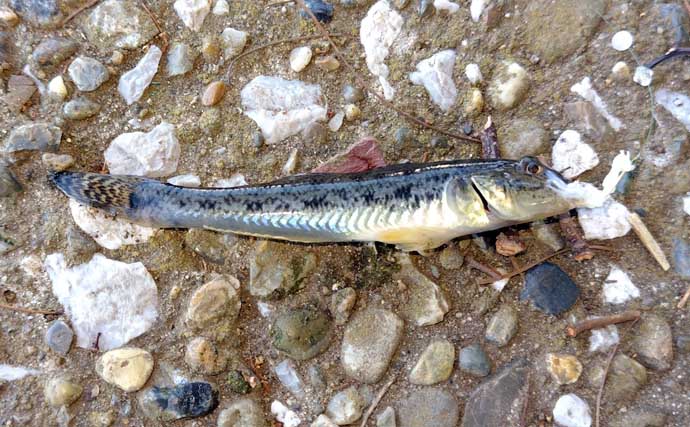 都市河川での釣りを愛するアングラーが考察　年々酷くなる河川の汚れに危機感を持とう
