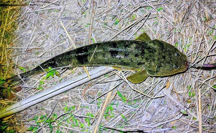 都市河川での釣りを愛するアングラーが考察　年々酷くなる河川の汚れに危機感を持とう