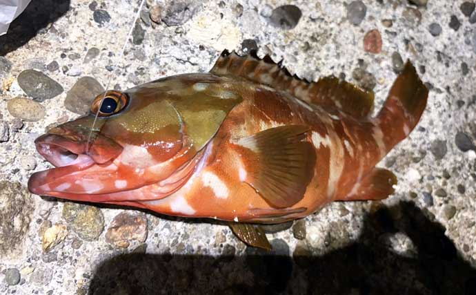 夏の夜に大型魚が乱舞【神津島・東京】ブッコミ釣りで74cmタマン＆高級魚シブダイをキャッチ！