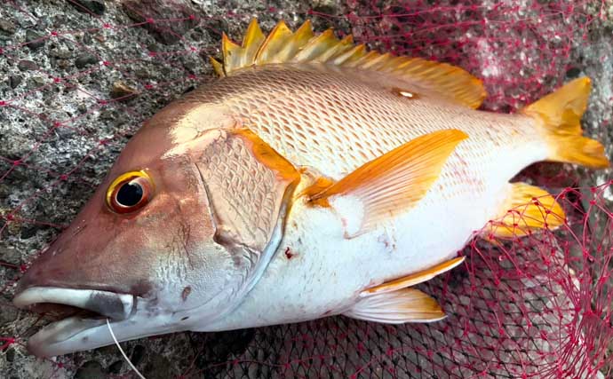 夏の夜に大型魚が乱舞【神津島・東京】ブッコミ釣りで74cmタマン＆高級魚シブダイをキャッチ！