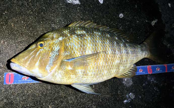 夏の夜に大型魚が乱舞【神津島・東京】ブッコミ釣りで74cmタマン＆高級魚シブダイをキャッチ！